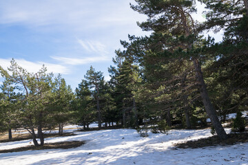 Snowy ground between trees in the forest