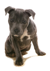 Fototapeta premium Staffordshire Bull Terrier