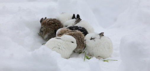 bunnies kissing in the snow