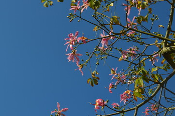Tree branch with flowers on sky background