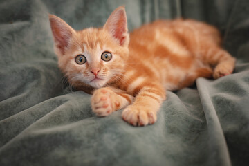 Cute little ginger kitten lying on a blanket at home