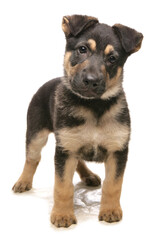 German Shepherd