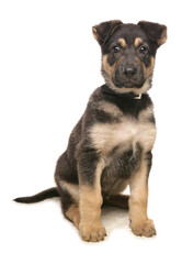 Obraz premium German Shepherd