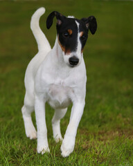 Smooth Fox Terrier