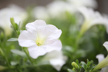 Obraz na płótnie Canvas white Petunia flower close up