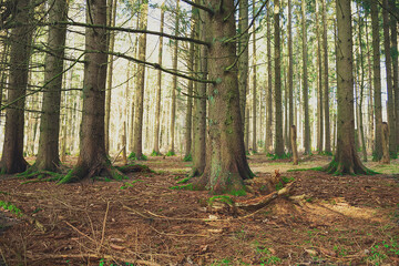 tree trunks with moss in the park in spring
