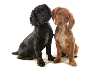 Cocker Spaniels
