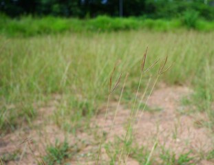 Naturally occurring flowers in the wild.