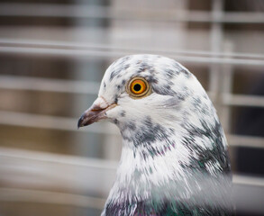 A beautiful dove in a cage. Bird portrait.