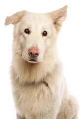 White German Shepherd