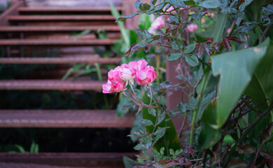 Fototapeta na wymiar Beautiful red pink flowers metal old stairs