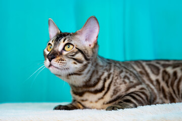 Close up portrait pet F2. Purebred Bengal cat, leopard color. Photo of a cat sitting in the studio
