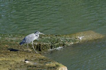 Grey Heron (Ardea cinerea) on Nabao river waterway, Tomar, Santarem district, Portugal