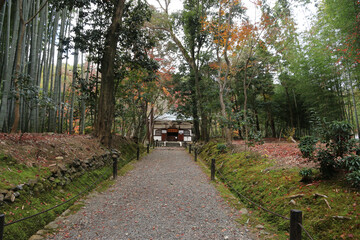 Fototapeta premium 師走の竹の寺