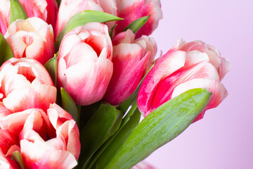 Obraz premium Bouquet of fresh red-white tulips . Gift for romantic date. Tender spring flowers. Bunch of tulips for Mother's Day, March 8, birthday