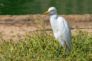A cattle egret (Bubulcus ibis) stands in the marsh in the sunshine.