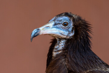 An immature or juvenile brown Egyptian vulture (Neophron percnopterus), also called the white scavenger vulture or pharaoh's chicken head shot very close up.