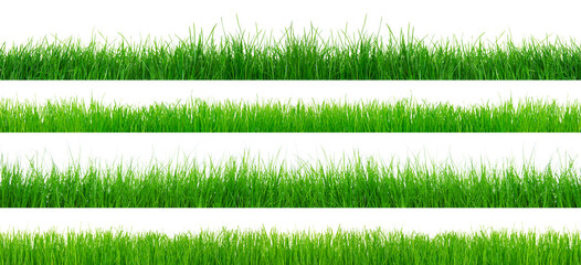 Green grass isolated on white background.
