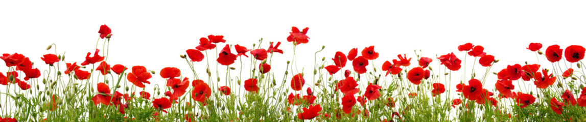 Red poppies isolated on white background. - obrazy, fototapety, plakaty