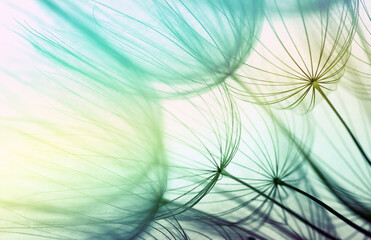 Dandelion