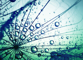 Fototapeta premium Transparent drops of water on a dandelion macro flower.