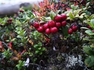foraging bacground with edible berries lingonberry