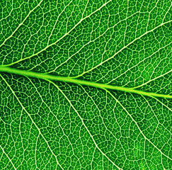 Leaf texture pattern for spring background.