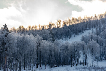 Forest mountains of the Urals in winter. Trees covered with frost and shackled by the winter cold