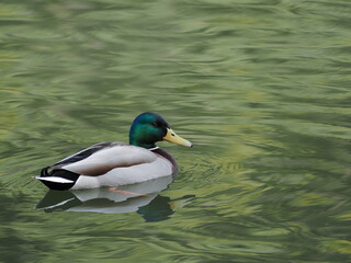 Obraz premium マガモの雄