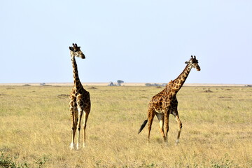 Serengeti - Giraffes