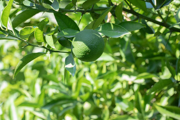 A green mandarin on the top of the branch