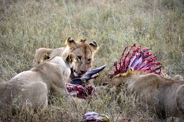  Serengeti - lion youth feasting on a buffalo