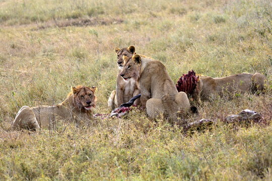  Serengeti - lion youth feasting on a buffalo