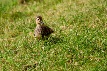 Kleine Ente auf einer grünen Wiese im Frühling