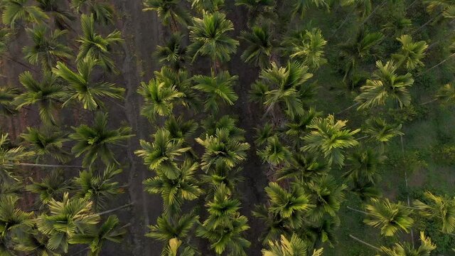 Aerial top down over Areca nut tree palm in Taiwan