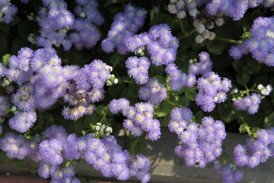 Ageratum (whiteweed in USA) - genus flowering annuals and perennials from family Asteraceae, tribe Eupatorieae. Violet flowers in summer garden. Purple flowers of ageratum (whiteweed). Ageratum bloom