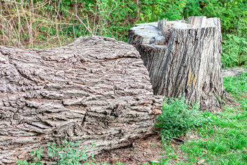 Fototapeta premium Forest Photography of Tree Logs