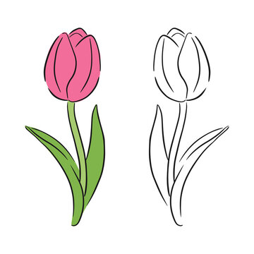 Tulip flower line. Minimalist art. Set of colorful and line illustration