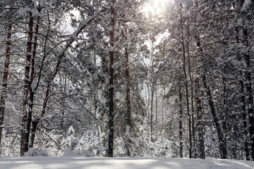 Beautiful winter forest and road through the fairytail.
