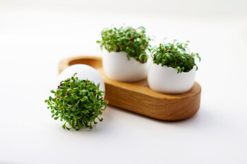 Fresh sprouted green sprouts. Green cress salad in eggshell. Fresh greens. Green sprouts. Preparing for Easter. Easter decoration for table setting.