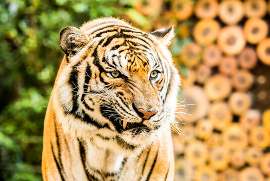 Close up big tiger in Chiangmai Thailand