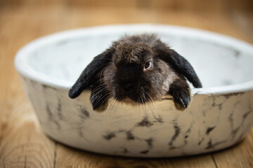 rabbit in a white bowl