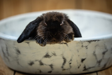 rabbit in a white bowl