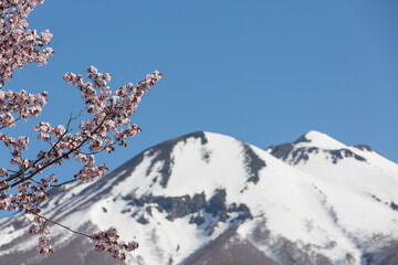 桜と青空と雪の岩木山