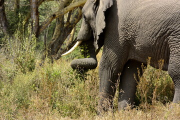 Fototapety   Ngorongoro - akáciový les Lerai a slon se spirálou