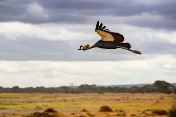 flight of black crowned crane in amboseli national park