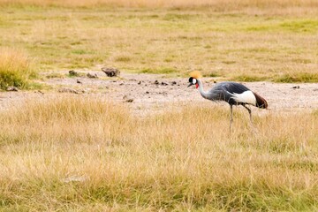view of black crowned crane in amboseli national park