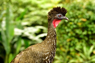  La Paz Waterfall Gardens - Guan chocholatý (Crested Guan)