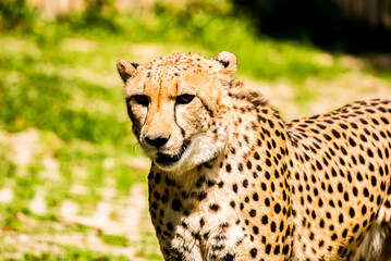 Close up cheetah  in Chiangmai Thailand