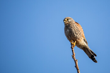 Turmfalke